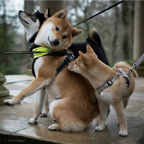 Best Friends Shiba Inu Sekai Japanese Dogs Pinterest A Well
