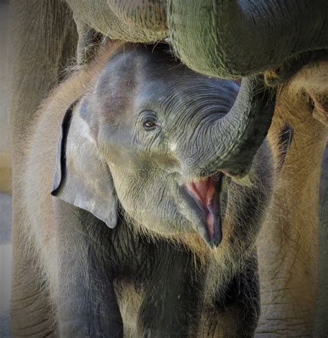 Smiling Baby Elephant Stock Image Image Of Elephant 44264979