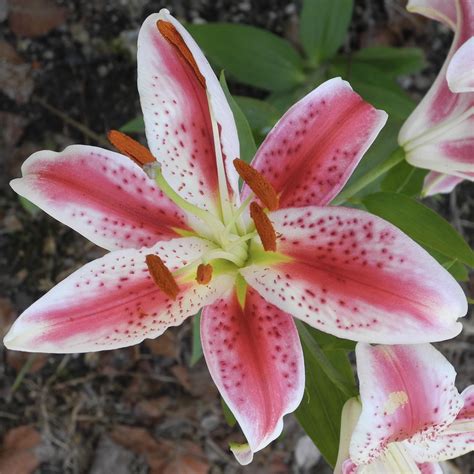 Like most of online stores, wholesale flowers wilmington nc also offers customers coupon codes. lily - June 2019 - Columbus County, NC USA (With images ...
