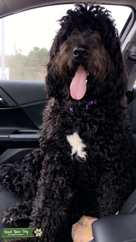 Goldendoodle dandies offer you a wonderful pet and companion and one that is allergy friendly, low shed, and low dander too! Stud Dog - Black Goldendoodle - Breed Your Dog