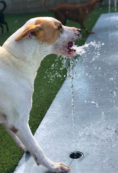 Dogs Dig H2o Fidos Splash Pad Spray And Flow Features Get It Boy