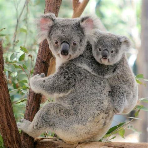 Lone Pine Koala Sanctuary Brisbane Australia What To