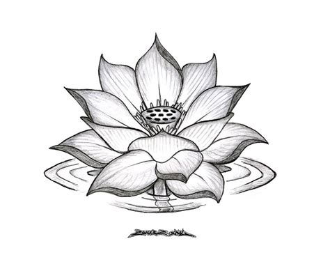Realistic Lotus Flower Drawing At Getdrawings Free Download