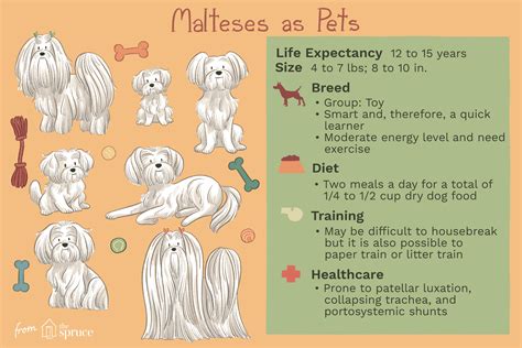 The Ultimate Maltese Dog Temperament Guide Petscreening