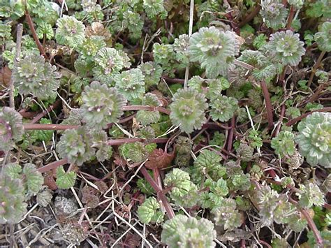 To apply, spray the leaves of the weeds, making sure to cover or tie back any nearby plants you don't want to kill. Other News