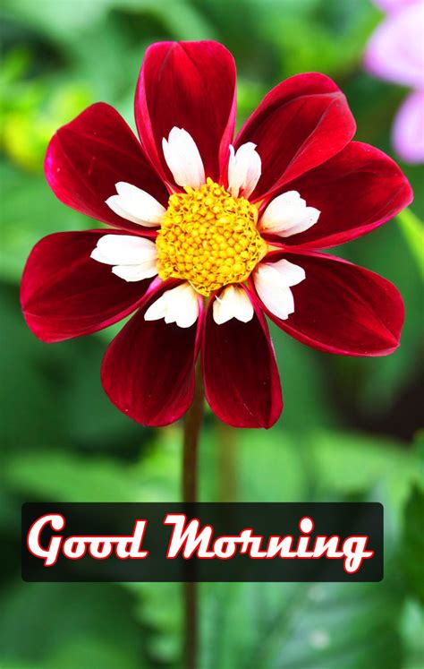 Beautiful Red Flower Good Morning Pics - Good Morning Images | Good ...