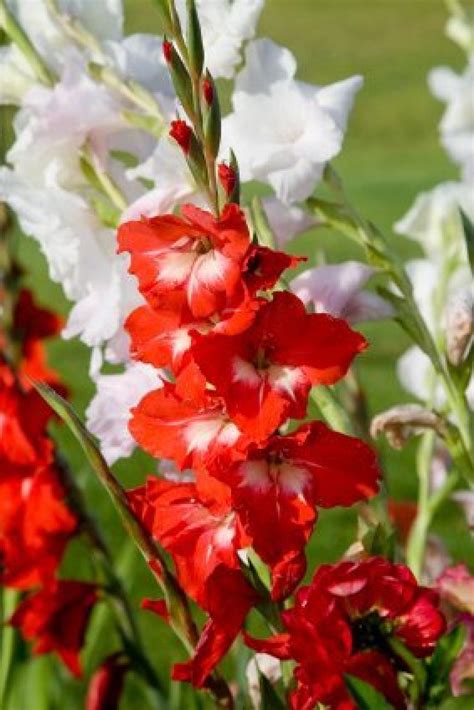 Growing paperwhites winter flowers indoors miracle gro canada. Growing Gladiolus | ThriftyFun