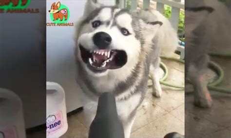 Try Not To Laugh At This Ultimate Funny Dog Video