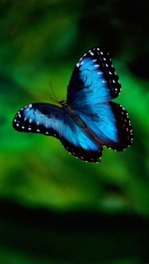 Morpho Butterfly Blue Morpho Butterfly Blue Morpho