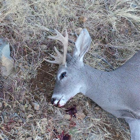 Sweet Little Palmated Buck Coues Deer Hunting In Arizona