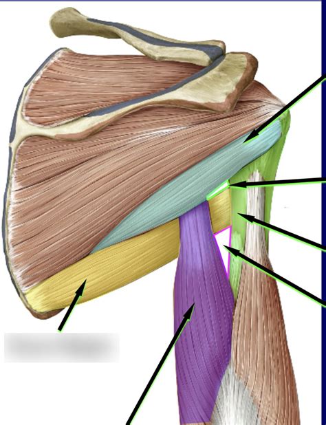 Shoulder Muscles Diagram Quizlet