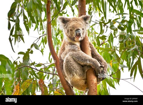 Koala Sitting In Gum Tree Stock Photo Alamy
