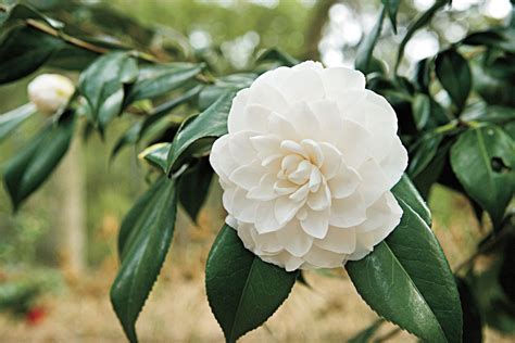 The Complete Guide To Camellias Southern Living