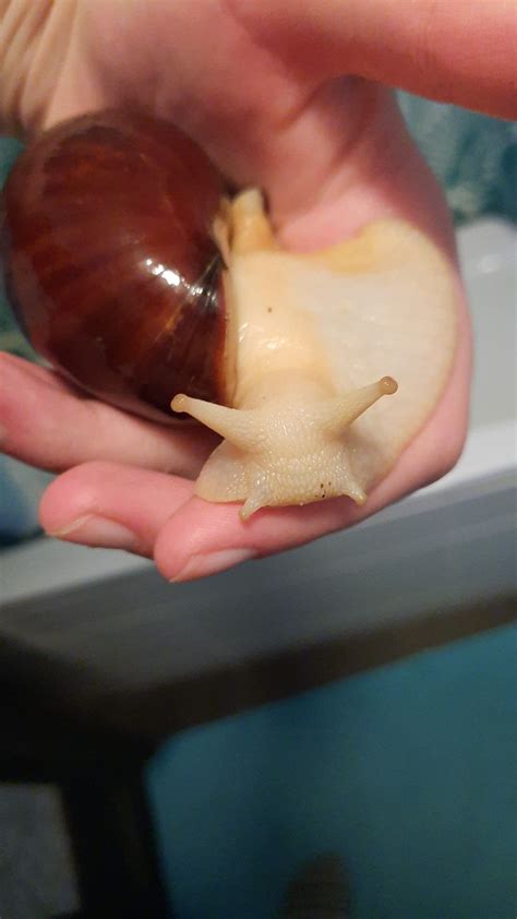 Afrikaanse Reuze Slak African Snail Pets Pet Cute Snail Slimey