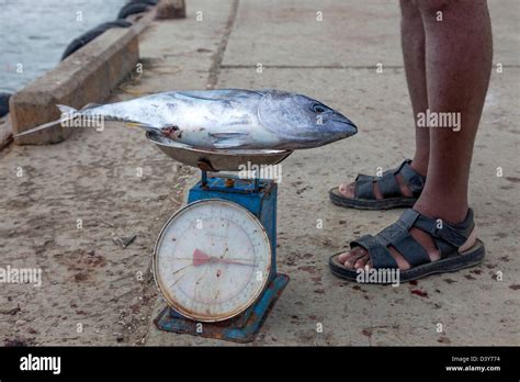 Fresh Fish On Weighing Scales Before Being Sold Micoud Harbour St