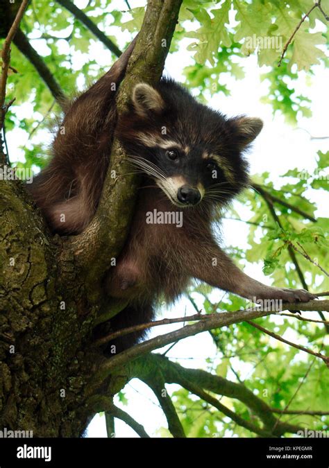 Raccoon Procyon Lotor Stock Photo Alamy