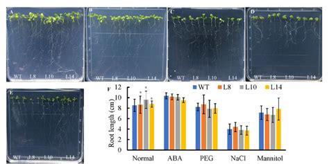 Root Growth Of Cswrky Overexpressing Arabidopsis Lines Under Different