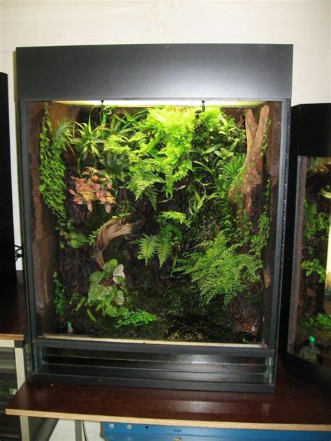 Vivarium Tropical Terrariums Vivarium Frog Terrarium