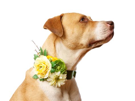 Yellow Green Wedding Flowers Pets At Weddings Floral Dog Collar