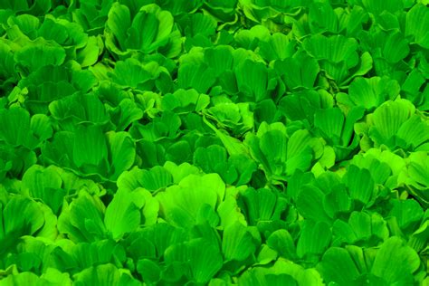 Green Plants Background Free Stock Photo Public Domain Pictures