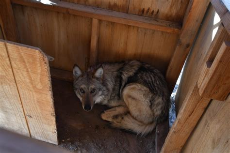 Wildlife Advocates Urge Agencies To Let Roaming Wolf Asha Go Where
