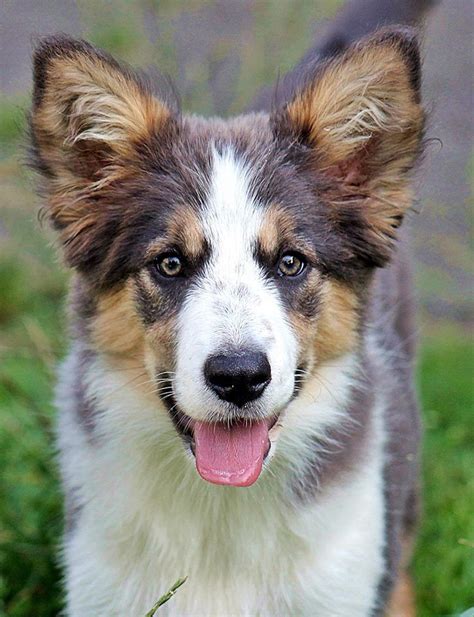 Tri Color Border Collie Dog Photos Pet Dogs Working Dogs