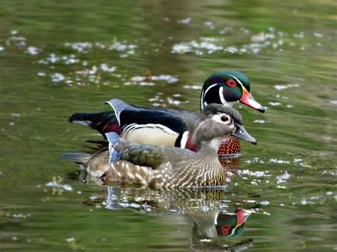 Happy Wood Ducks Male And Female Photograph By Lyuba Filatova Fine