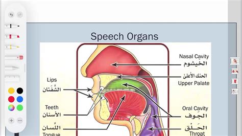 Articulation Points Of The Letters Lesson 2 Speech Organs Youtube