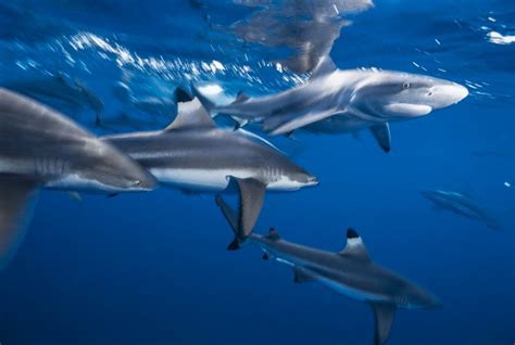 Blacktip Reef Shark Key Facts Lifespan Habitat And Information