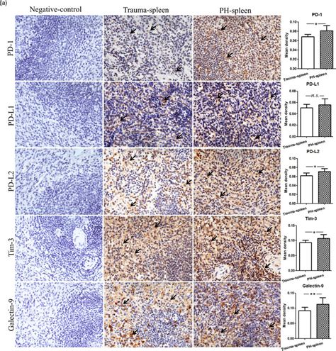 Immunohistochemical Staining For The Expression And Distribution Of