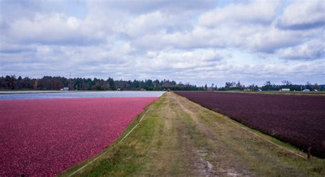 Cranberry Growers Search For Ways To Share Their Bounty The New York