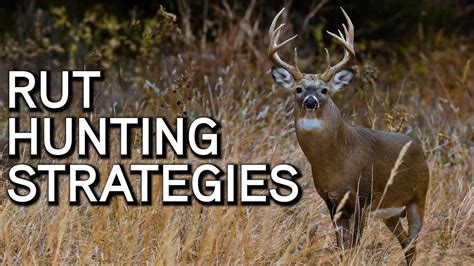 Rut Hunting Strategies Youtube