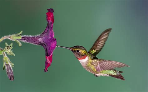 22 Amazing Bird Photographs Wallpapers Hd