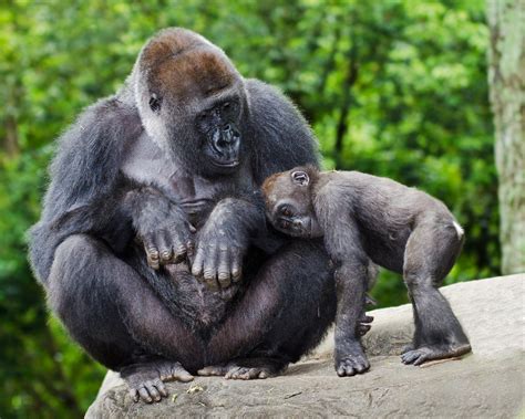 Female Gorilla Caring For Young Endangered Animals Animals Animals