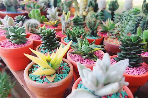 Check spelling or type a new query. Grow positive thoughts. 🌿🌵 | Positive thoughts ...