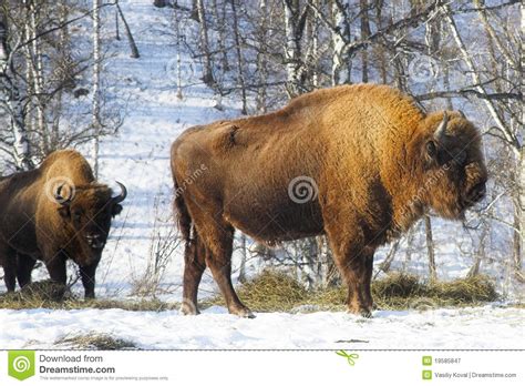 Wild bisons stock image. Image of horned, male, heavy ...