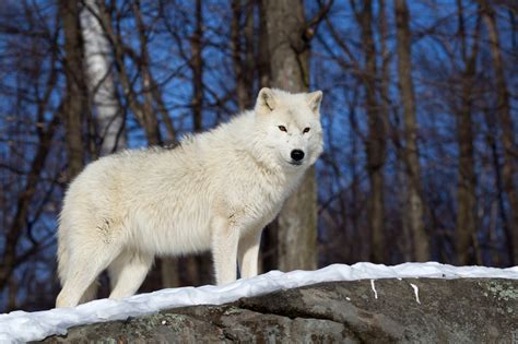 White Arctic Wolf On A Rock Fine Art Wildlife Photo Print Photos By Joseph C Filer