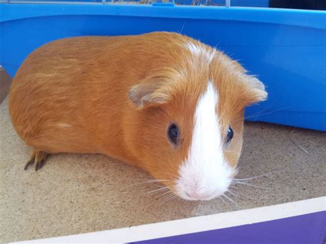Cute Female Guinea Pig Baby And Mum Northolt Middlesex Pets4homes