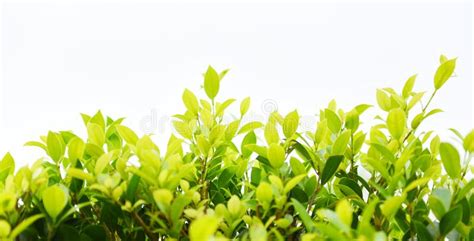 Green Plants Landscape Ecology Fresh Wallpaper Concept Closeup Nature