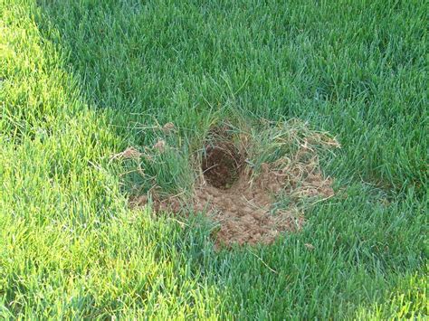 Check Your Yard For Rabbit Nests Before Mowing Greenwood Wildlife