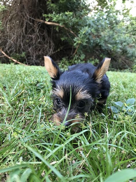 Teacup morkie pups are energetic and smart. Morkie Puppies For Sale | St. Petersburg, FL #342359