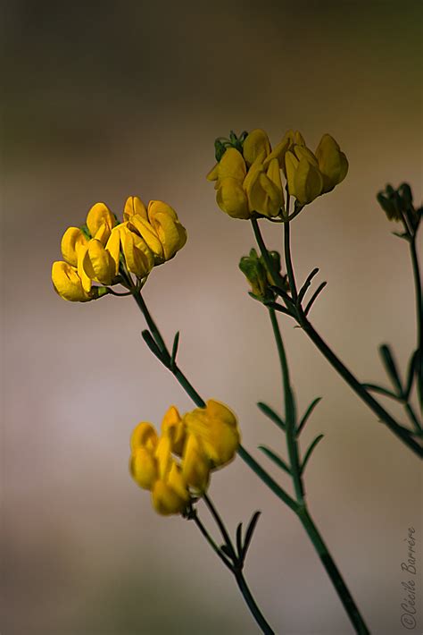 Light Portrait 💛 Fleurs De Coronille à Tige De Jonc Flickr