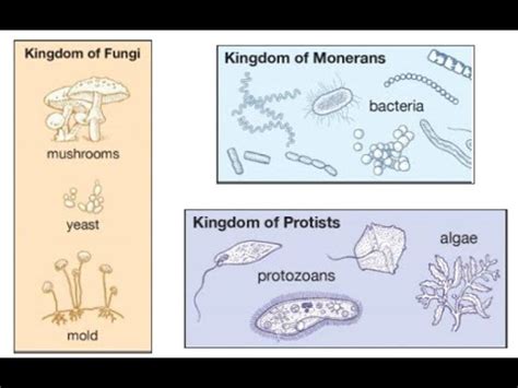 Y6 Science The Kingdoms Of Monera Protista And Fungi YouTube
