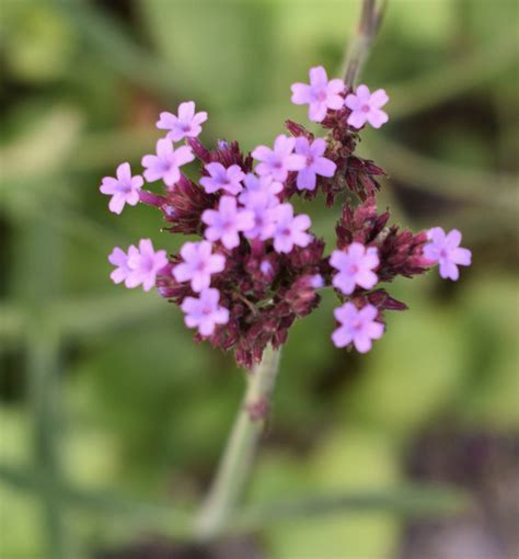 Verbena Bonariensis Argentinian Vervain Brazilian Verbena Brazilian