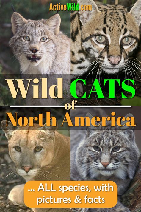 wild cats of north america all north american cats list pictures and facts wild cats cats