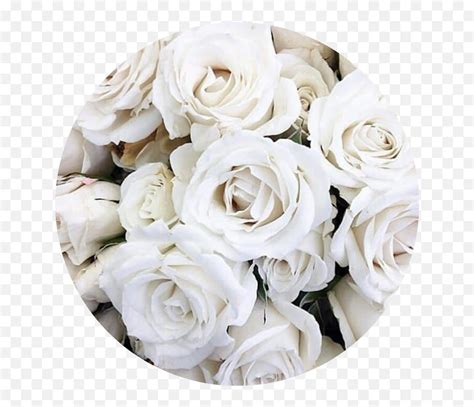 Circle Aesthetic White Rose Roses Flower White Aesthetic Emojiwhite