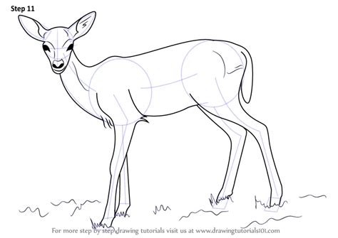 How To Draw A Baby Deer Aka Fawn Zoo Animals Step By Step
