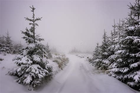 View Of Spruces Covered With Fresh Snow Stock Photo Image Of Peaceful
