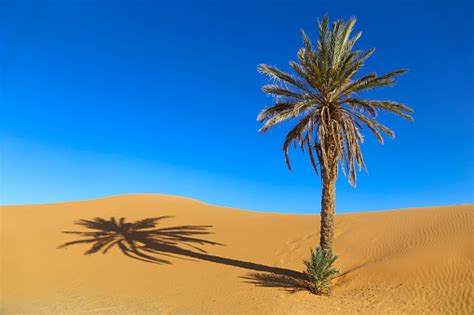 Palm In Desert Stock Photo Download Image Now Istock