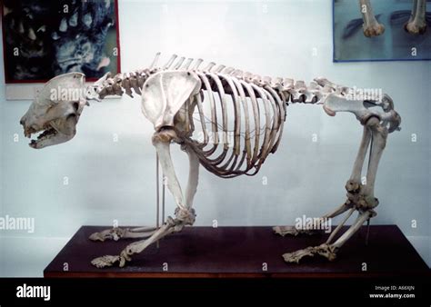 Esqueleto De Panda Gigante En La Pantalla En Chengdu Panda Del Museo